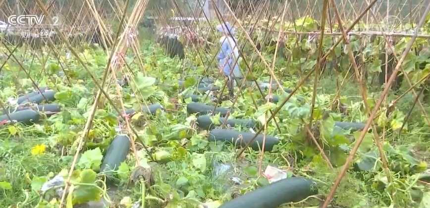 广西全区气象干旱进一步缓解 瓜果蔬菜久旱逢甘霖2.png